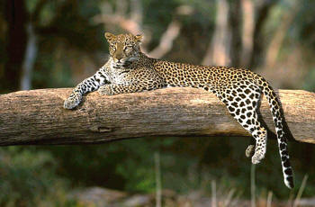 Leopard can be found in the nearby Shimba Hills